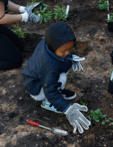 A child plants a pollinator plant in a garden