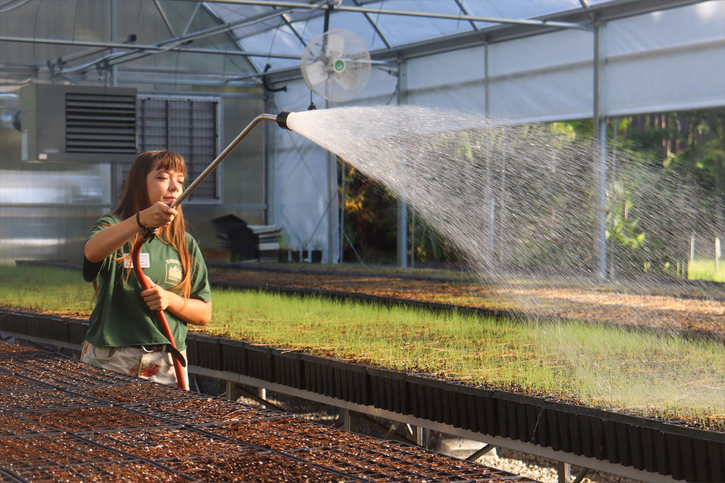 UGA Botanical Garden employee waters plants in the greenhouse on Jekyll Island
