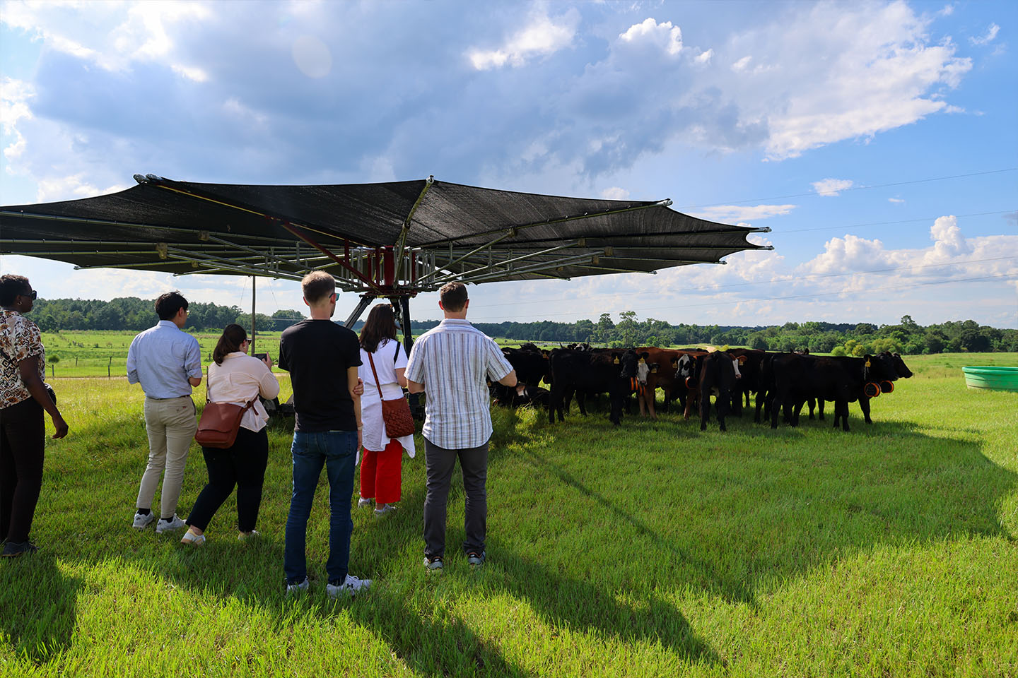 faculty stand in a field with cows
